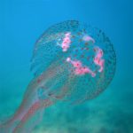 20 интересных фактов о медузах