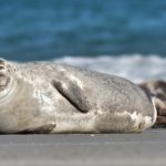 11 интересных фактов о тюленях