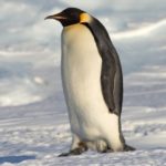 26 интересных фактов о пингвинах