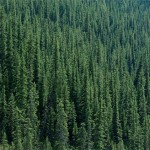 10 интересных фактов о хвойных лесах