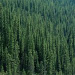 10 интересных фактов о хвойных лесах