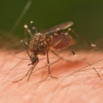28 интересных фактов о комарах