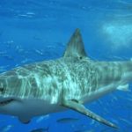 35 интересных фактов об акулах