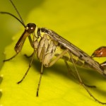 Факты о насекомых