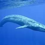 Факты о китах