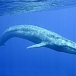 27 интересных фактов о китах