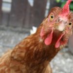 15 интересных фактов о курице