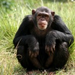10 интересных фактов об обезьянах