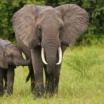 20 интересных фактов о слонах