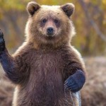 19 интересных фактов о медведях