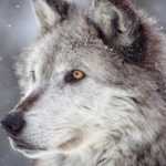 27 интересных фактов о волках