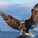 22 интересных факта об орлах