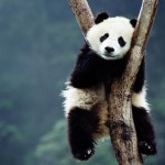 Факты о больших пандах