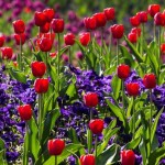 15 интересных фактов о тюльпанах