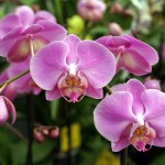 Факты об орхидеях