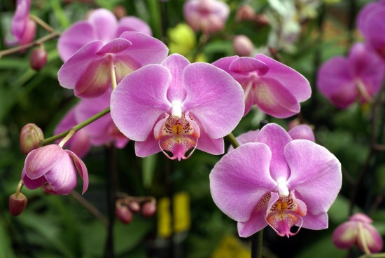 Факты об орхидеях
