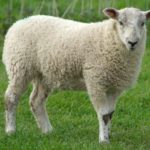 17 интересных фактов об овцах