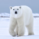 17 интересных фактов о белом медведе