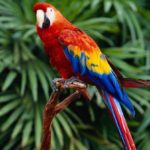 25 интересных фактов о попугаях