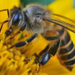 Факты о пчёлах