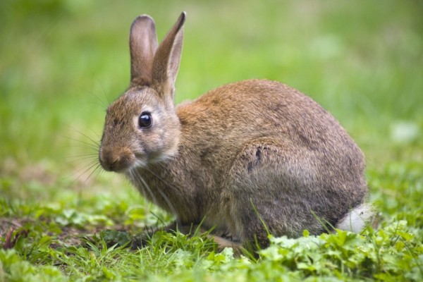 Факты о кроликах
