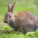 16 интересных фактов о кроликах