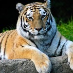 Факты об амурском тигре