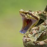 15 интересных фактов о змеях