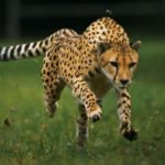 25 интересных фактов о гепардах