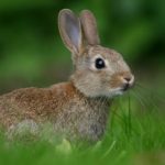 15 интересных фактов про зайцев