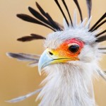 26 интересных фактов о птицах