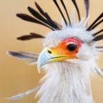 26 интересных фактов о птицах